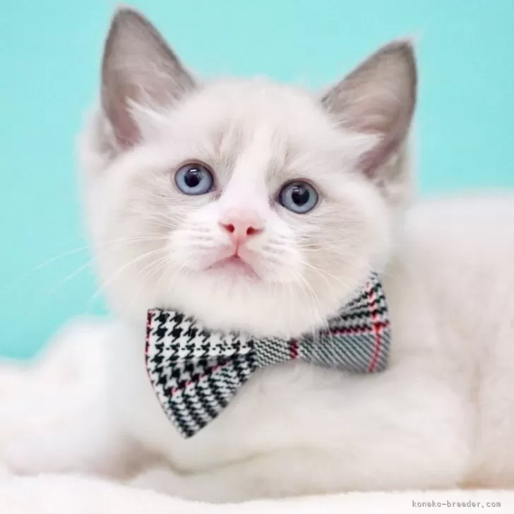 H.K 様のお迎えした子猫