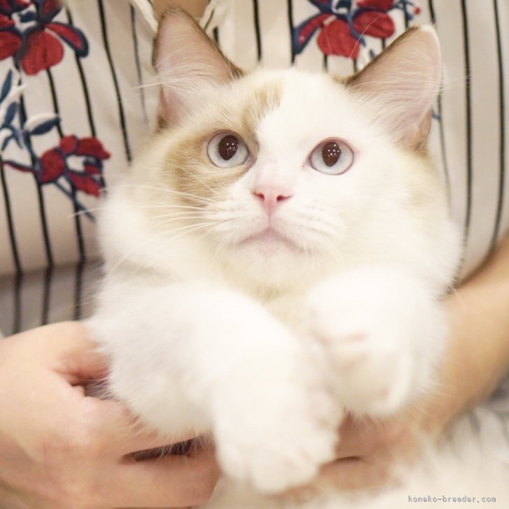 ブリーダー画像