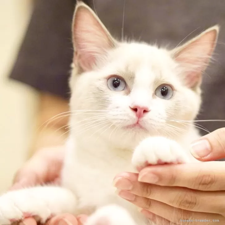 ラグドール【東京都・男の子・2025年6月5日・ブルーポイントバイカラー】の写真1