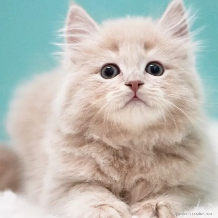 ID：2412-01650の子猫