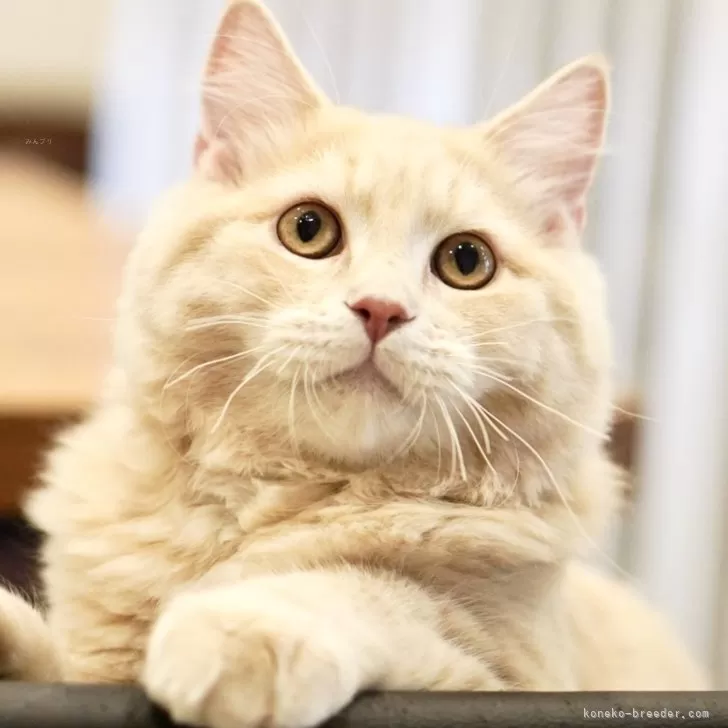 ID：2411-02842の子猫