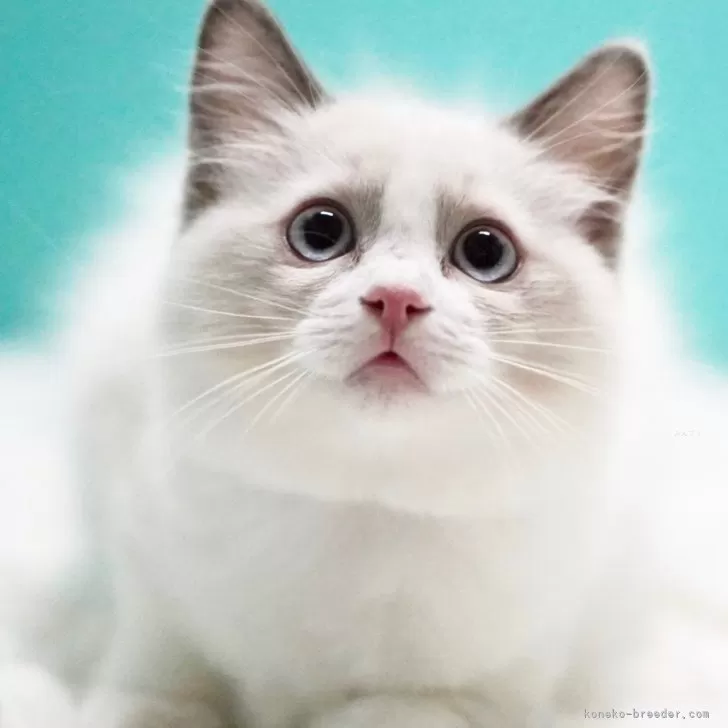 ラグドール【東京都・女の子・2024年11月21日・ブルーポイントバイカラー】の写真1