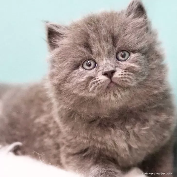 ID：2501-00621の子猫
