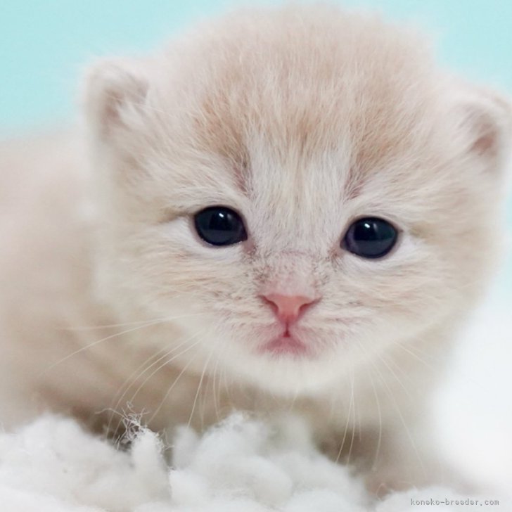 ブリーダー画像