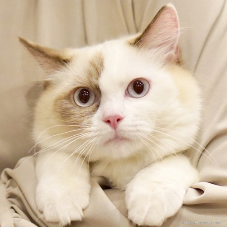 ブリーダー画像