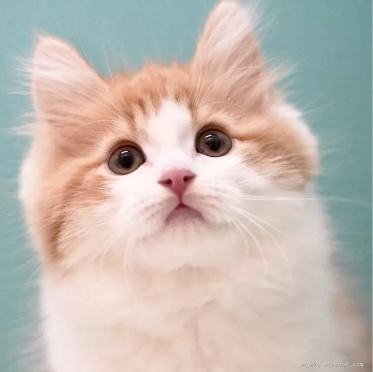ID:2410-01151の子猫