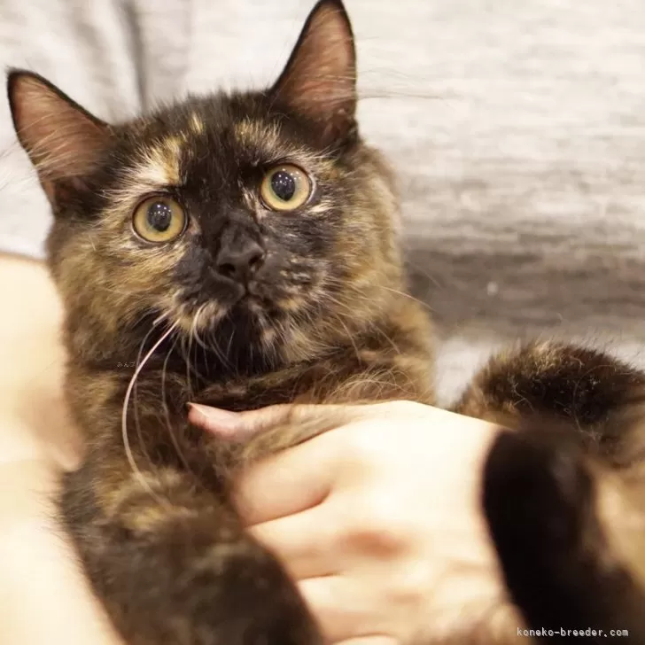 D.N 様のお迎えした子猫