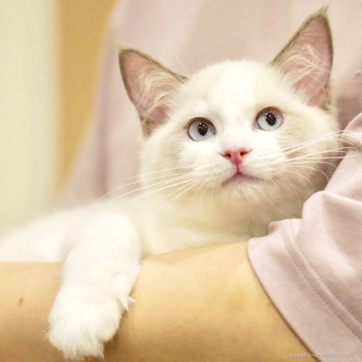 ブリーダー画像