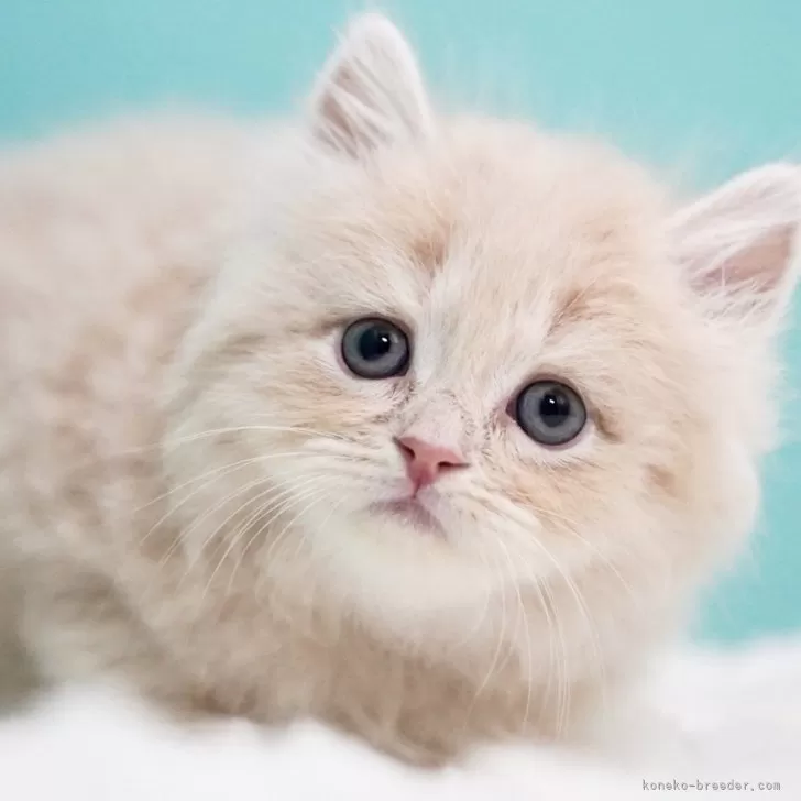 ID:2411-02841の子猫