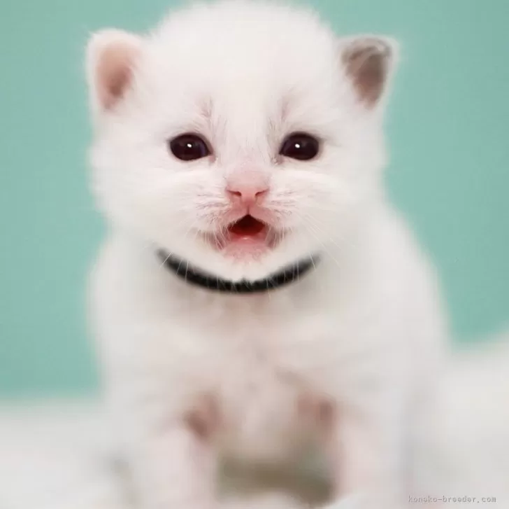 匿名 様のお迎えした子猫