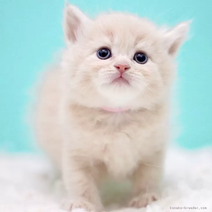 サイベリアン【東京都・男の子・2025年11月14日・クリームタビー&amp;ホワイト】の写真1