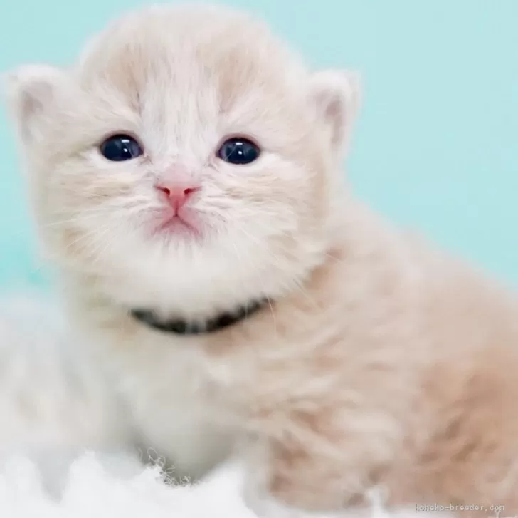 サイベリアン【東京都・男の子・2025年10月18日・クリームタビー&amp;ホワイト】の写真1