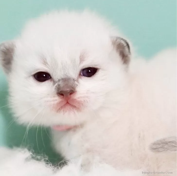 ID：2412-02662の子猫