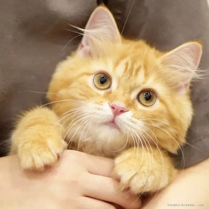 まり 様のお迎えした子猫