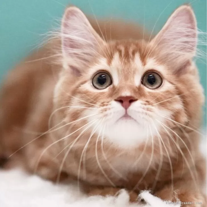 ID:2412-01652の子猫