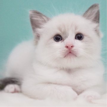 ラグドール【東京都・男の子・2025年7月18日・ブルーポイントバイカラー】の写真「親猫全頭/遺伝子検査『5項目クリア』親猫面会🆗」