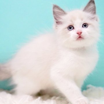 ラグドール【東京都・男の子・2025年10月7日・ブルーポイントバイカラー】の写真「親猫全頭/遺伝子検査『5項目クリア』親猫面会🆗」