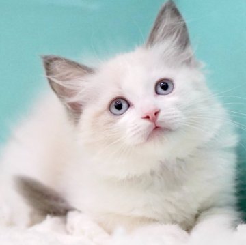 ラグドール【東京都・女の子・2025年9月26日・ブルーポイントバイカラー】の写真「親猫全頭/遺伝子検査『5項目クリア』親猫面会🆗」