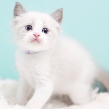 ラグドール【東京都・男の子・2025年9月22日・ブルーポイントバイカラー】の写真「親猫全頭/遺伝子検査『5項目クリア』親猫面会🆗」