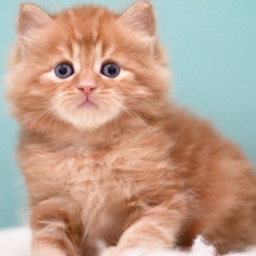 サイベリアン【東京都・男の子・2025年4月9日・レッドタビー】の写真「親猫全頭/遺伝子検査『5項目クリア』親猫面会🆗」