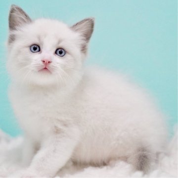 ラグドール【東京都・男の子・2025年9月26日・ブルーポイントバイカラー】の写真「親猫全頭/遺伝子検査『5項目クリア』親猫面会🆗」