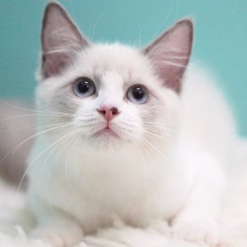 ラグドール【東京都・女の子・2025年6月5日・ブルーポイントバイカラー】の写真「まんまる顔🐱おっとり癒し系🧸落ち着き満点🍀」