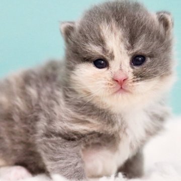 サイベリアン【東京都・女の子・2025年4月26日・ブルークリーム&ホワイト】の写真「親猫全頭/遺伝子検査『5項目クリア』親猫面会🆗」