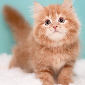 サイベリアン【東京都・男の子・2025年4月16日・レッドタビー&ホワイト】の写真「親猫全頭/遺伝子検査『5項目クリア』親猫面会🆗」