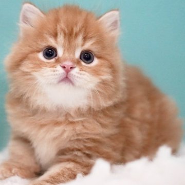 サイベリアン【東京都・男の子・2025年5月19日・レッドタビー&ホワイト】の写真「親猫全頭/遺伝子検査『5項目クリア』親猫面会🆗」