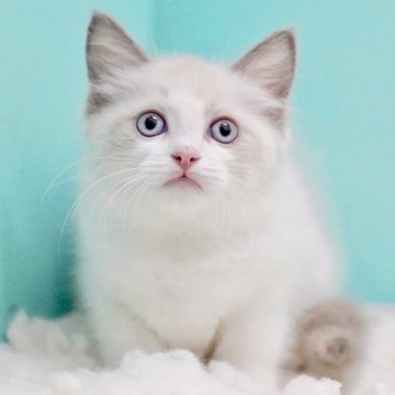 ラグドール【東京都・女の子・2025年9月22日・ブルーポイントバイカラー】の写真「親猫全頭/遺伝子検査『5項目クリア』親猫面会🆗」