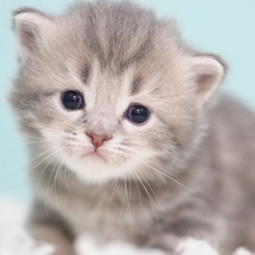 サイベリアン【東京都・男の子・2025年7月25日・ブルータビー&ホワイト】の写真「親猫全頭/遺伝子検査『5項目クリア』親猫面会🆗」