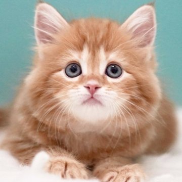 サイベリアン【東京都・女の子・2025年4月2日・レッドタビー&ホワイト】の写真「親猫全頭/遺伝子検査『5項目クリア』親猫面会🆗」