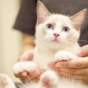 ラグドール【東京都・男の子・2025年6月5日・ブルーポイントバイカラー】の写真「ドジっ子甘えん坊😂💕先住さん🐈‍⬛🐕🆗」