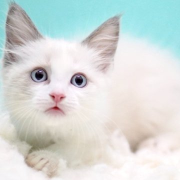 ラグドール【東京都・男の子・2025年9月26日・ブルーポイントバイカラー】の写真「親猫全頭/遺伝子検査『5項目クリア』親猫面会🆗」