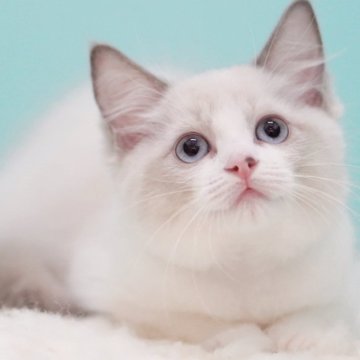 ラグドール【東京都・女の子・2025年6月5日・ブルーポイントバイカラー】の写真「親猫全頭/遺伝子検査『5項目クリア』親猫面会🆗」