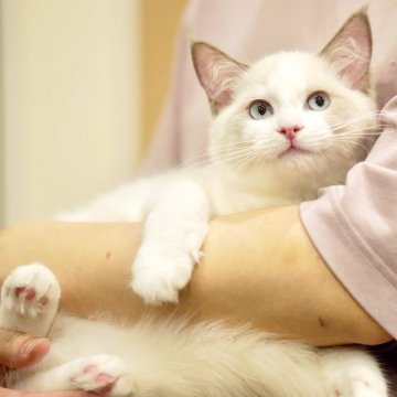 ラグドール【東京都・女の子・2025年6月5日・ブルーポイントバイカラー】の写真「ぽわん顔☺️控えめ🌸甘えん坊な癒しガール🐾💕」