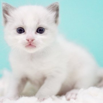 ラグドール【東京都・男の子・2025年10月4日・ブルーポイントバイカラー】の写真「親猫全頭/遺伝子検査『5項目クリア』親猫面会🆗」