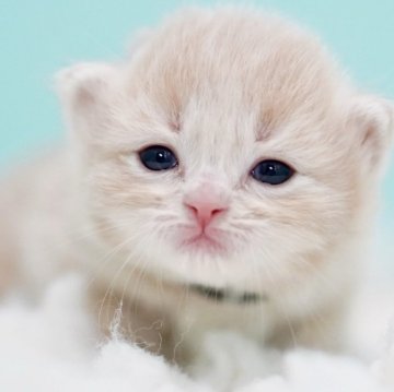 サイベリアン【東京都・男の子・2025年10月18日・クリームタビー&ホワイト】の写真「親猫全頭/遺伝子検査『5項目クリア』親猫面会🆗」