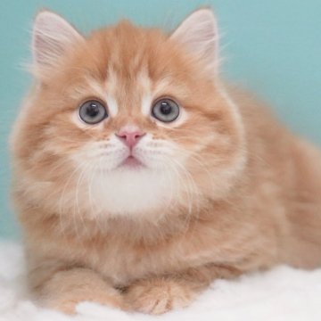 サイベリアン【東京都・男の子・2025年5月19日・レッドタビー&ホワイト】の写真「親猫全頭/遺伝子検査『5項目クリア』親猫面会🆗」