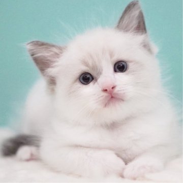 ラグドール【東京都・男の子・2025年7月18日・ブルーポイントバイカラー】の写真「親猫全頭/遺伝子検査『5項目クリア』親猫面会🆗」