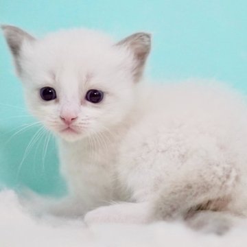 ラグドール【東京都・女の子・2025年9月26日・ブルーポイントバイカラー】の写真「親猫全頭/遺伝子検査『5項目クリア』親猫面会🆗」