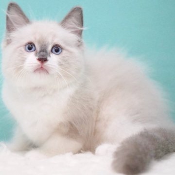 ラグドール【東京都・男の子・2025年7月18日・ブルーポイントミテッド】の写真「親猫全頭/遺伝子検査『5項目クリア』親猫面会🆗」