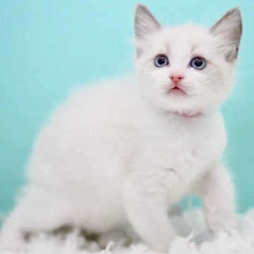 ラグドール【東京都・男の子・2025年9月8日・ブルーポイントバイカラー】の写真「親猫全頭/遺伝子検査『5項目クリア』親猫面会🆗」