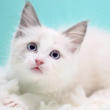 ラグドール【東京都・男の子・2025年9月26日・ブルーポイントバイカラー】の写真「親猫全頭/遺伝子検査『5項目クリア』親猫面会🆗」