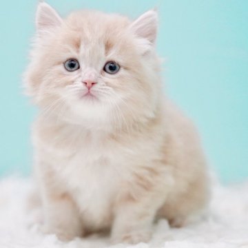 サイベリアン【東京都・男の子・2025年10月18日・クリームタビー&ホワイト】の写真「親猫全頭/遺伝子検査『5項目クリア』親猫面会🆗」