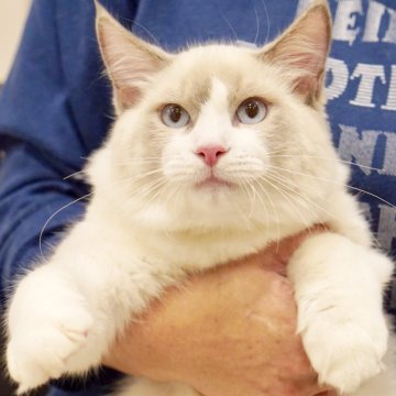 ラグドール【東京都・男の子・2025年6月5日・ブルーポイントバイカラー】の写真「フレンドリー初めてさんでも🔰🆗去勢手術済み✨」