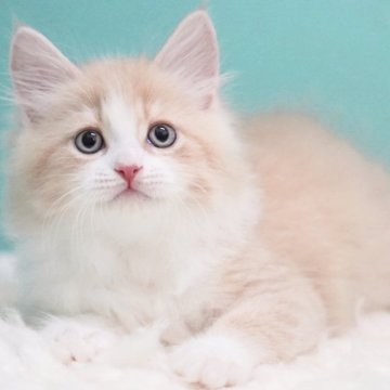 サイベリアン【東京都・男の子・2025年7月25日・クリーム&ホワイト】の写真「親猫全頭/遺伝子検査『5項目クリア』親猫面会🆗」