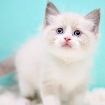 ラグドール【東京都・男の子・2025年10月7日・ブルーポイントバイカラー】の写真「親猫全頭/遺伝子検査『5項目クリア』親猫面会🆗」