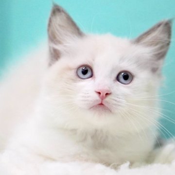 ラグドール【東京都・女の子・2025年9月26日・ブルーポイントバイカラー】の写真「親猫全頭/遺伝子検査『5項目クリア』親猫面会🆗」