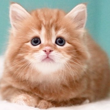 サイベリアン【東京都・女の子・2025年4月2日・レッドタビー&ホワイト】の写真「親猫全頭/遺伝子検査『5項目クリア』親猫面会🆗」